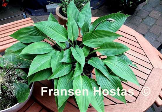 Hosta Black Light